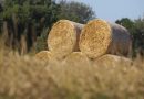 Более 740 тыс. тонн зерна намолочено в Минской области