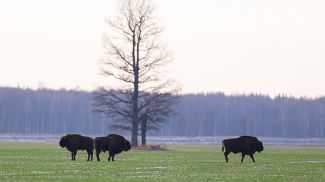 Наблюдение за дикими животными, сплавы на байдарках и фестивали. Как в Беларуси развивается экотуризм