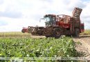 Более 900 тыс. тонн сахарной свеклы накопано в Беларуси