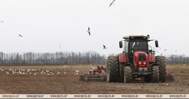 Ранние яровые зерновые в Беларуси посеяли на 90% площадей