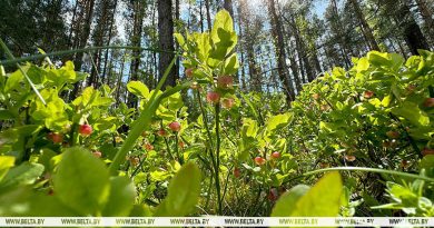 Посещать леса разрешено в 8 районах трех областей Беларуси.