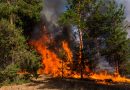 Четыре лесных пожара потушили в Беларуси за сутки