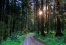 Запреты и ограничения на посещение лесов введены почти в 100 районах Беларуси